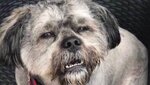wtfdog.jpg