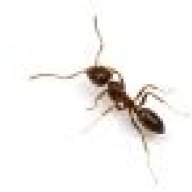 Antyk
