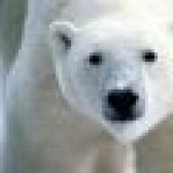 Kind Polar Bear