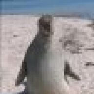 WalrusDerp