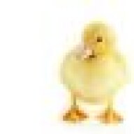 DrBird