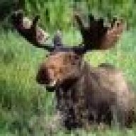 WeedsportMoose