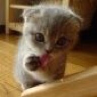 ThatCatHead