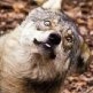 ThatWildWolf