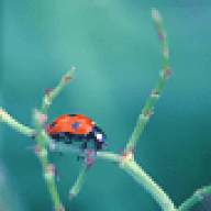 Ladybug
