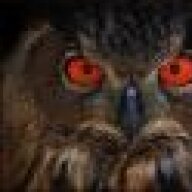 DireOwl