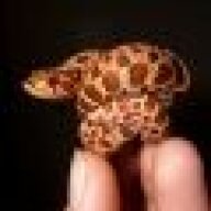 Snake40000