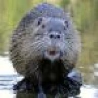 thebeaver37
