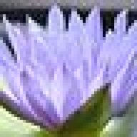 lotusflwr