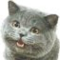 Happycat287