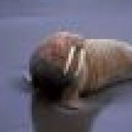A Randy Walrus