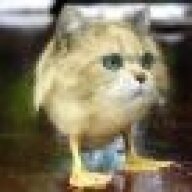 Noxat