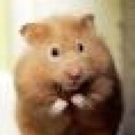 DaveTheHamster
