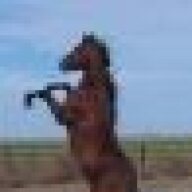 Horse With A Torch
