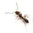 Antyk
