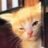 Goldenkitten01