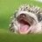 Roly Poly Hedgehog