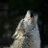 whitewolf35