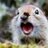 ArcticSquirrel