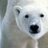 Kind Polar Bear