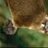 Platypusbill101