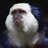 Bad Marmoset