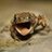 BarberToad