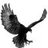BlackEagle95