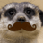 MasterMeerkat