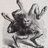 Allephus