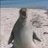 WalrusDerp