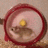 Server Hamster