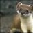 HYPNOTICSTOAT
