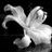 O-Castitatis-Lilium