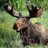 WeedsportMoose