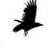 Mournful Crow