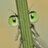 Chives on top of me