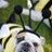 bumbledog
