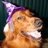 Wizardly-K9