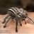 spiderzeter