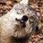 ThatWildWolf