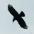 prismaticcrow