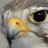 Wisdom of the Falcon