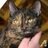 Calico_Asshole