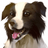 CollieDog