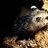 werepossum