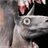 llamastorm.games