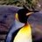 Obscure_Penguin