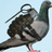 Pigeon_Grenade