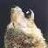 GrrWolfie